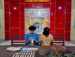 Tim Mata Elang Sat Res Narkoba Polres Kuansing Berhasil Ungkap Peredaran Narkotika Jenis Ganja Kering Sebanyak 520 Gram dari Seorang Residivis Narkoba.