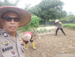 Berita Polsek Payung Sekaki Gelar Penanaman Bibit Jagung untuk Ketahanan Pangan