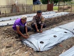 Polsek Cerenti Dukung Program ASTA CITA dengan Persiapan Penanaman Cabai di Lahan Percontohan