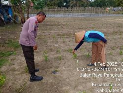Bhabinkamtibmas Polsek Siak Hulu Pantau Ketahanan Pangan di Desa Baru: Cabe, Kacang, dan Jagung Tumbuh Subur!