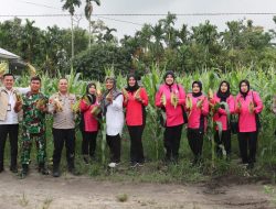 Polresta Pekanbaru Hadiri Panen Raya Jagung Serentak Tahap I Bersama Kapolri Melalui Zoom Meeting