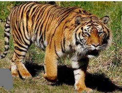 Sobekan Harimau Nan Salapan