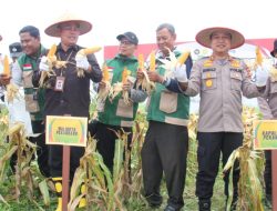 Polresta Pekanbaru Dukung Ketahanan Pangan, Gelar Panen Raya Jagung Pipil Bersama Forkopimda