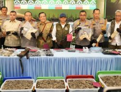 Polda Riau Tangkap Sindikat Pembunuh Gajah Tanpa Kepala
