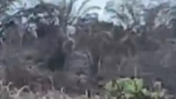 Diduga Mantan Anggota DPRD Rohil Racun Tanaman Sawit Milik Keluarga Sitompul/ Pada Tanggal /8 April / 2026.