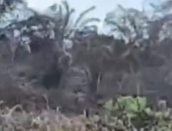 Diduga Mantan Anggota DPRD Rohil Racun Tanaman Sawit Milik Keluarga Sitompul/ Pada Tanggal /8 April / 2026.