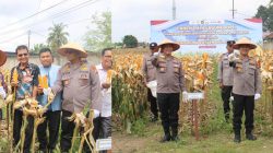 Polsek Kulim Gelar Panen Raya Jagung Kuartal II 2026, Dukung Program Swasembada Pangan Nasional
