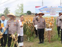 Polsek Kulim Gelar Panen Raya Jagung Kuartal II 2026, Dukung Program Swasembada Pangan Nasional