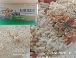 Diduga Beras Bulog Bantuan LAM Tidak Layak Konsumsi.