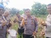POLSEK SENAPELAN PANEN JAGUNG PIPIL DUKUNG PROGRAM KETAHANAN PANGAN