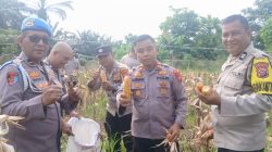POLSEK SENAPELAN PANEN JAGUNG PIPIL DUKUNG PROGRAM KETAHANAN PANGAN