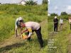 *Polresta Pekanbaru Dukung Ketahanan Pangan Nasional, Bhabinkamtibmas Polsek Binawidya Monitoring Lahan Jagung Warga*