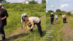 *Polresta Pekanbaru Dukung Ketahanan Pangan Nasional, Bhabinkamtibmas Polsek Binawidya Monitoring Lahan Jagung Warga*