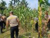 Polri Cinta Petani, Polresta Pekanbaru Aktif Dukung Ketahanan Pangan Nasional di Tuah Madani