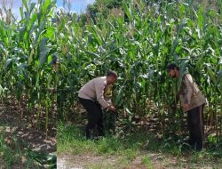 Monitor Perkembangan Masa Pembuahan Jagung Pipil Bhabinkamtibmas Air Dingin Bersama Poktan BINA TANI SEJAHTERA Lakukan Perawatan Pembuangan Pelepah Jagung
