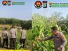 Dukung Program Ketahanan Pangan, Kapolsek Pekanbaru Kota Bersama Kelompok Tani Laksanakan Penanaman Jagung Hibrida