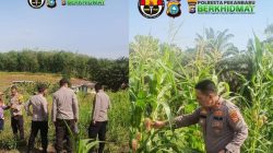 Dukung Program Ketahanan Pangan, Kapolsek Pekanbaru Kota Bersama Kelompok Tani Laksanakan Penanaman Jagung Hibrida