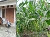 Polsek Bukitraya bersama PPL Bukitraya Laksanakan Monitoring Tanaman jagung Poktan Bina Tani Sejahtera