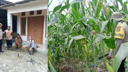 Polsek Bukitraya bersama PPL Bukitraya Laksanakan Monitoring Tanaman jagung Poktan Bina Tani Sejahtera