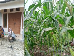 Polsek Bukitraya bersama PPL Bukitraya Laksanakan Monitoring Tanaman jagung Poktan Bina Tani Sejahtera