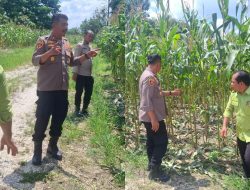 Polsek Bukit Raya Jajaran Komitmen Program Ketahanan Pangan Nasional&nbsp; Pemerintah Bersama Polri.