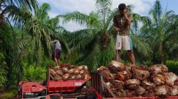 Atensi Pemkab Kampar “Persoalan Harga TBS Telah Dilaporkan Hingga Tingkat Pusat”