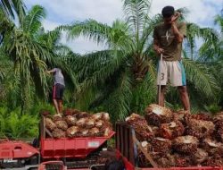 Atensi Pemkab Kampar “Persoalan Harga TBS Telah Dilaporkan Hingga Tingkat Pusat”