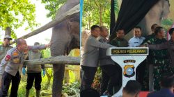 Kapolda Riau Namai Anak Gajah Tesso Nilo “Nona Seroja”, Simbol Harapan Baru Konservasi