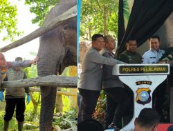 Kapolda Riau Namai Anak Gajah Tesso Nilo “Nona Seroja”, Simbol Harapan Baru Konservasi
