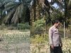 Rutin Bhabinkamtibmas Desa Muara Mahat Baru Bripka Robby Mengecek Pertumbuhan Jagung&nbsp;&nbsp;&nbsp;&nbsp; PipilMendukung Ketahan Pangan