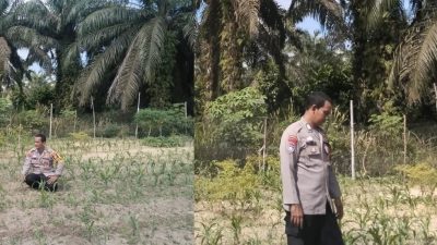 Rutin Bhabinkamtibmas Desa Muara Mahat Baru Bripka Robby Mengecek Pertumbuhan Jagung&nbsp;&nbsp;&nbsp;&nbsp; PipilMendukung Ketahan Pangan