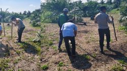 “PROGRAM KETAHTANAN PANGAN BERLANJUT – JAGUNG PIPIL TUMPANG SARI TANAMI DI DESA BANGUN SARI”