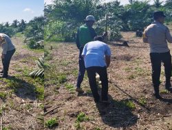 “PROGRAM KETAHTANAN PANGAN BERLANJUT – JAGUNG PIPIL TUMPANG SARI TANAMI DI DESA BANGUN SARI”