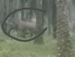 Berkeliaran Rombongan Gajah Liar Di Areal Perkebunan Masyarakat, BKSDA Kampar Harus Tangani Segera.